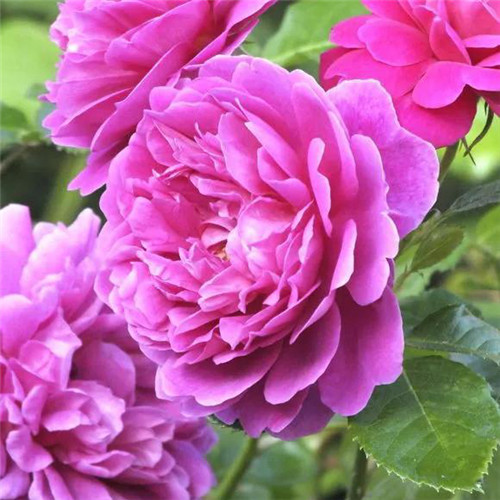 唯美鲜花头像