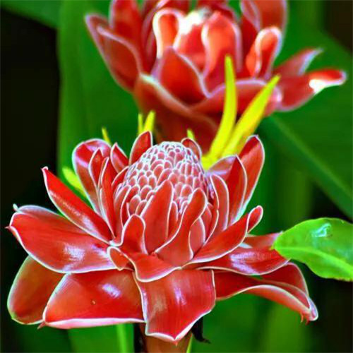 唯美鲜花头像