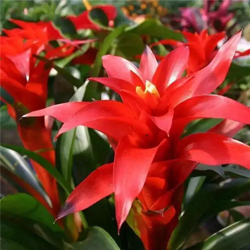 唯美鲜花头像