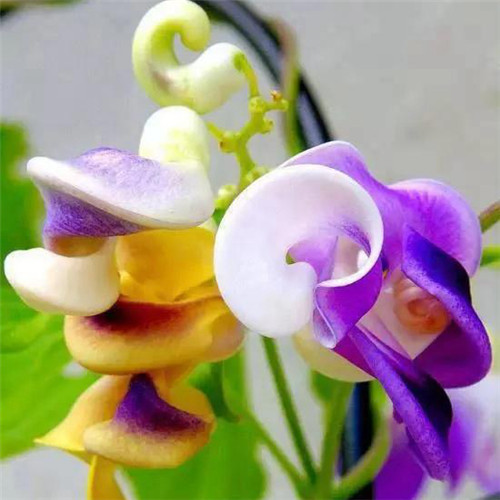 唯美鲜花头像