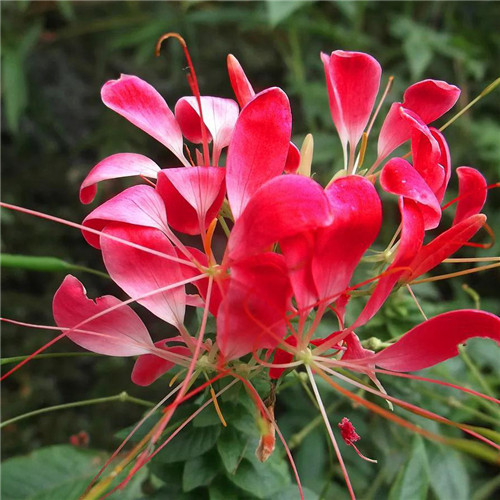 唯美鲜花头像
