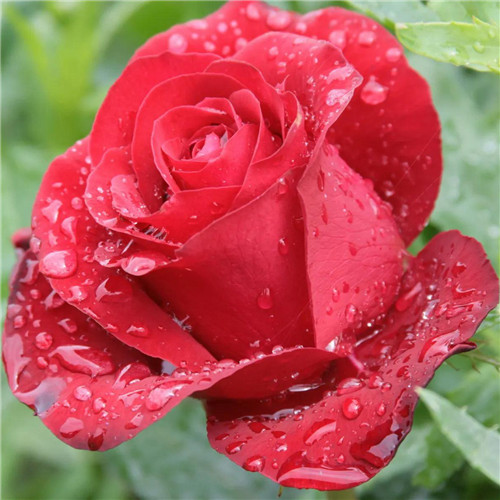 唯美鲜花头像