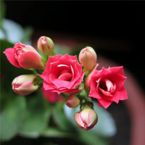 唯美鲜花头像