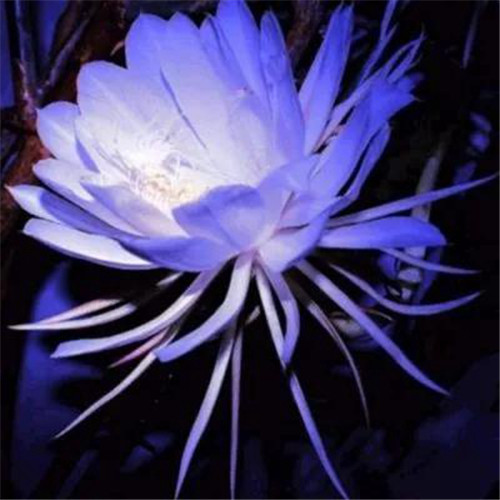 唯美鲜花头像
