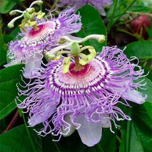 唯美鲜花头像