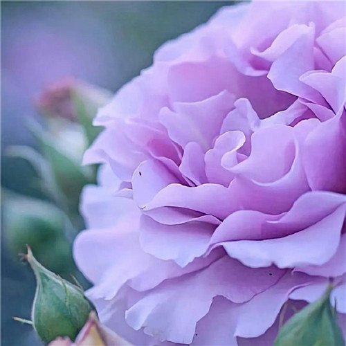 唯美鲜花头像