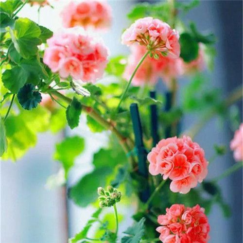 唯美鲜花头像
