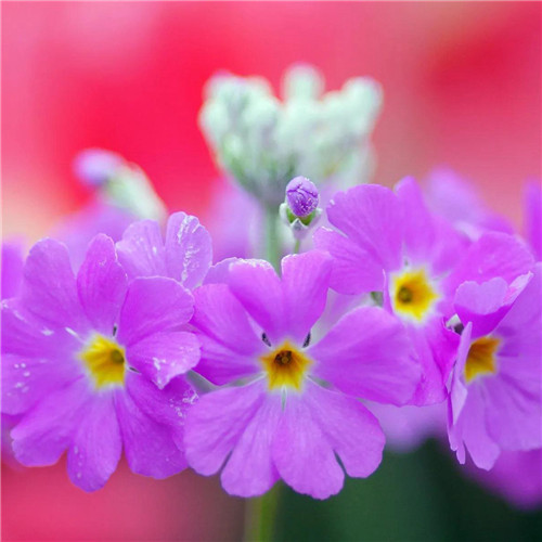 唯美鲜花头像