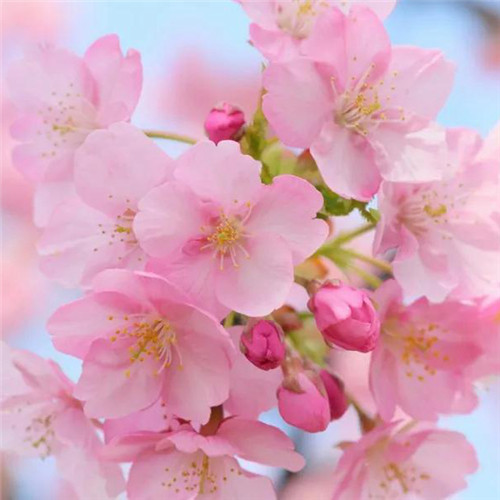 唯美鲜花头像