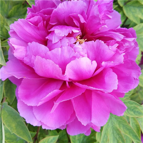 唯美鲜花头像