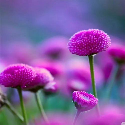 唯美鲜花头像