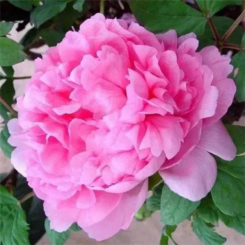 唯美鲜花头像