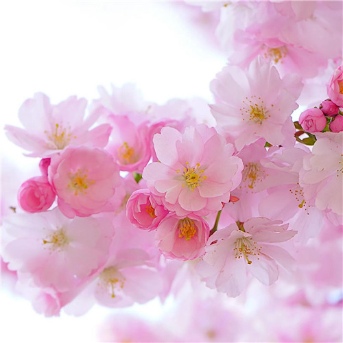 唯美鲜花头像