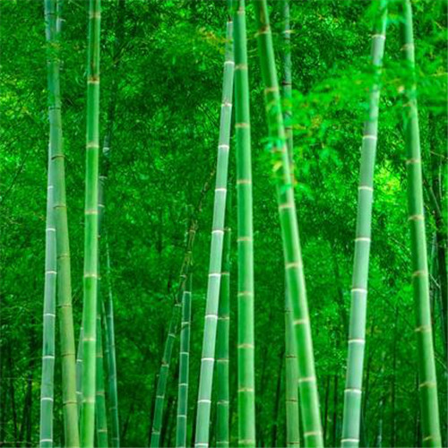 清新风景静物头像