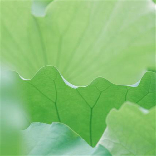 清新风景静物头像