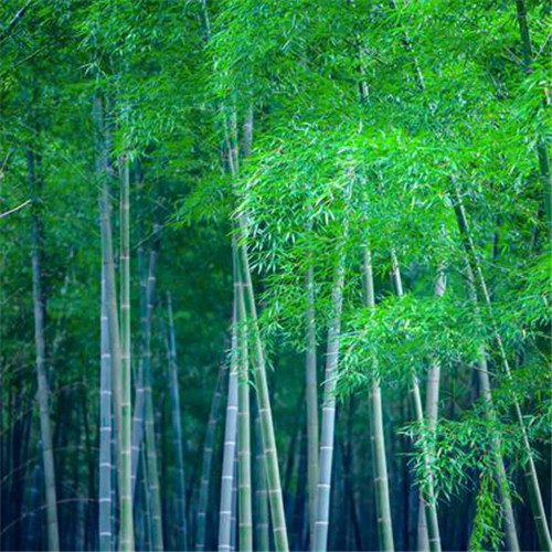 清新风景静物头像