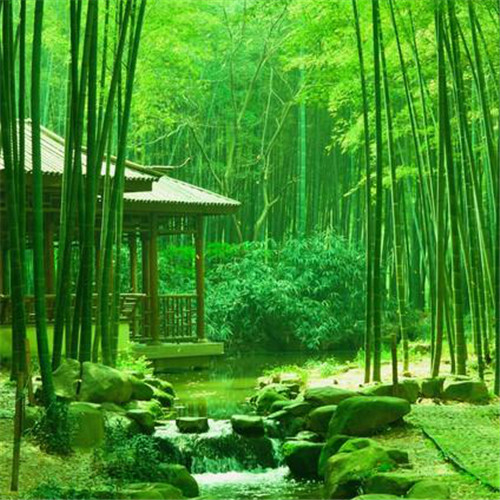 清新风景静物头像