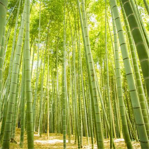 清新风景静物头像