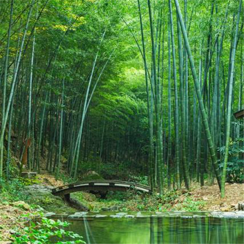 清新风景静物头像