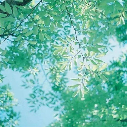 唯美森林风景头像图片