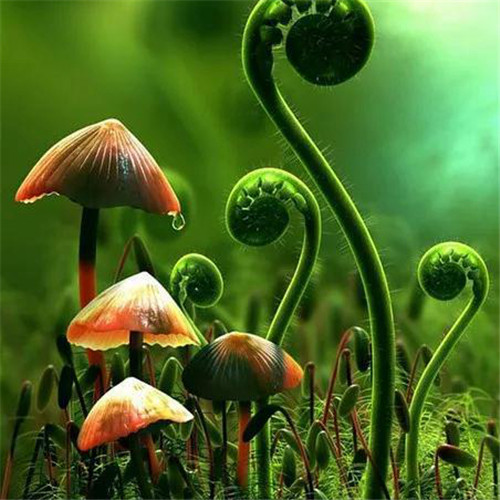 唯美森林风景头像图片
