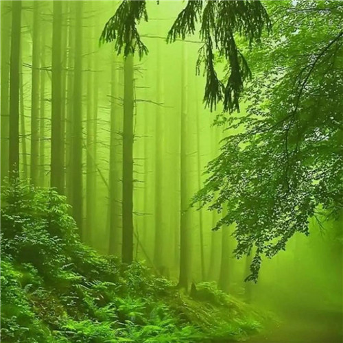 唯美森林风景头像图片