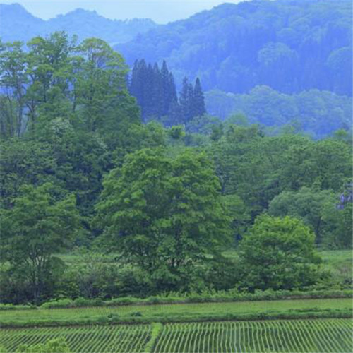 唯美小清新风景头像