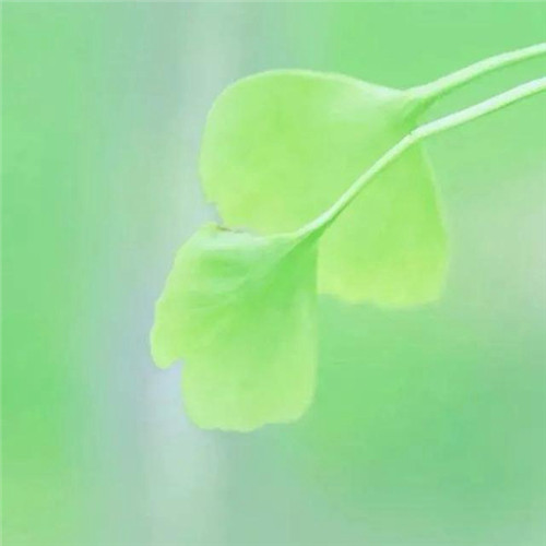 微信绿叶头像图片