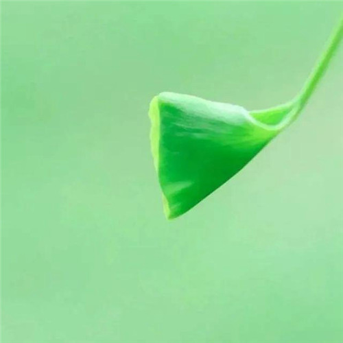 微信绿叶头像图片