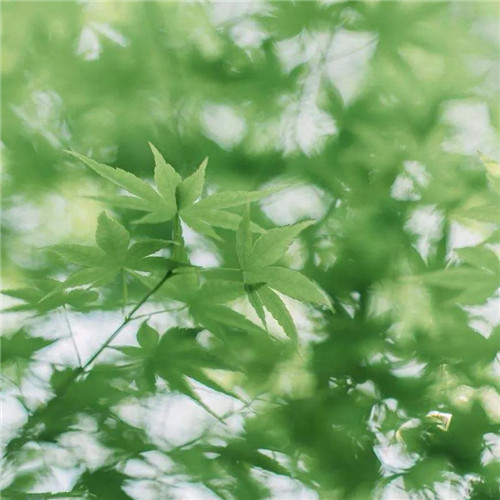 清新绿色树叶头像图片