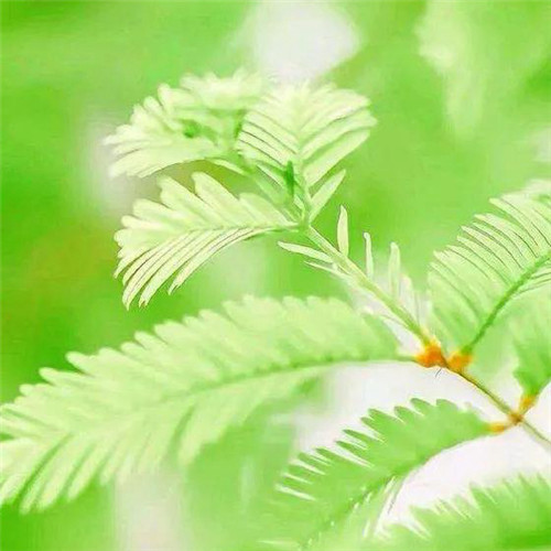 清新绿色树叶头像图片