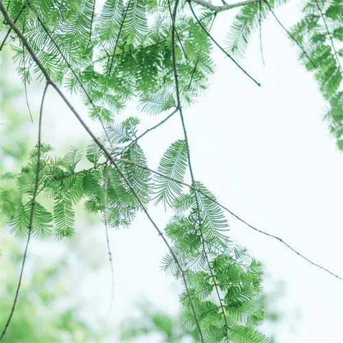 清新绿色树叶头像图片