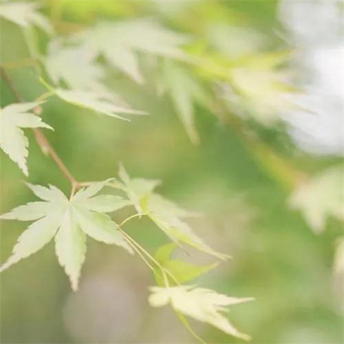 清新绿色树叶头像图片