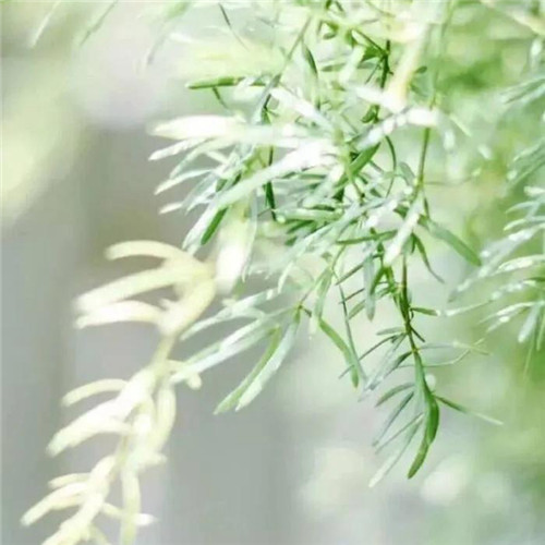 清新绿色树叶头像图片