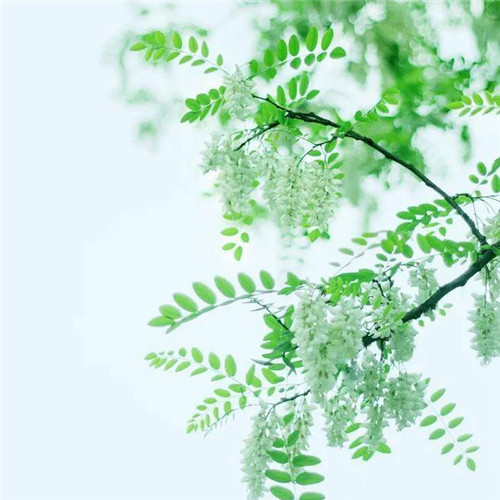 清新绿色树叶头像图片