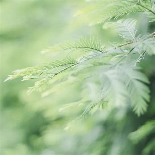 清新绿色树叶头像图片