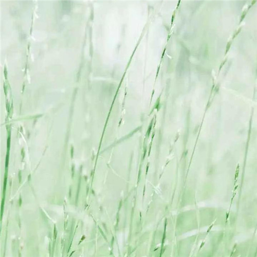 清新绿色树叶头像图片