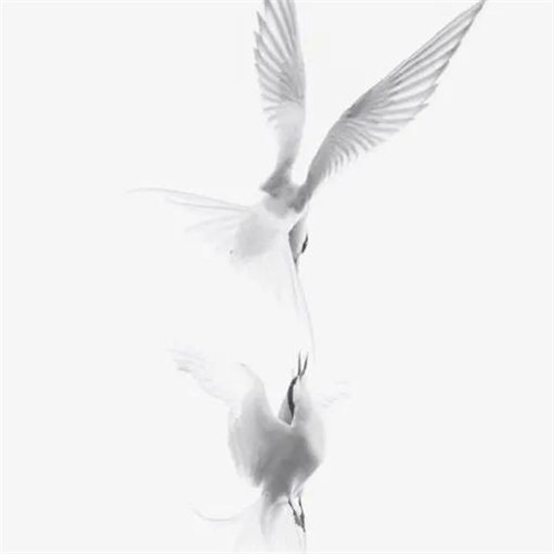 2026热门白色极简头像图片