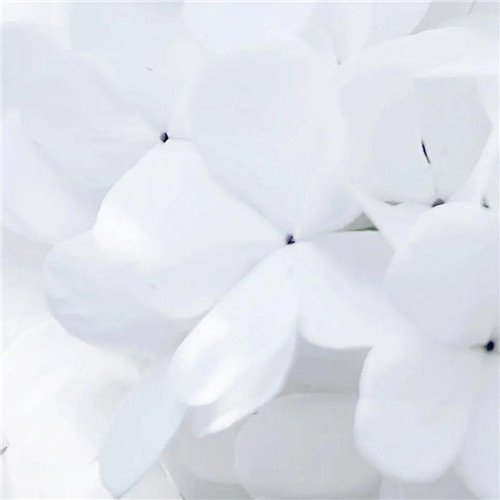 2026热门白色极简头像图片