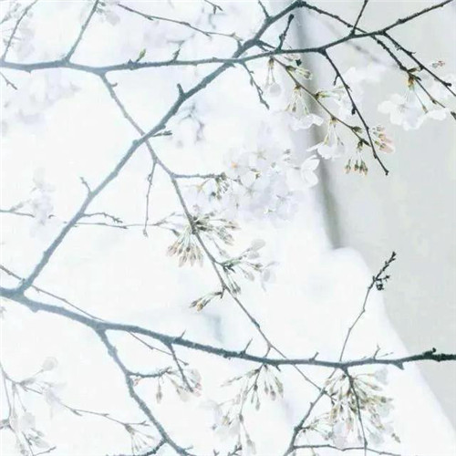 2026热门白色极简头像图片