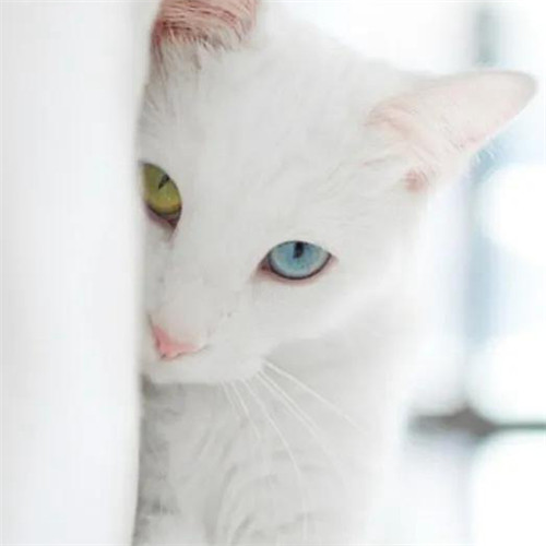 2026热门白色极简头像图片