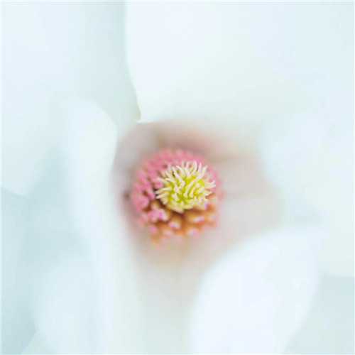 2026热门白色极简头像图片