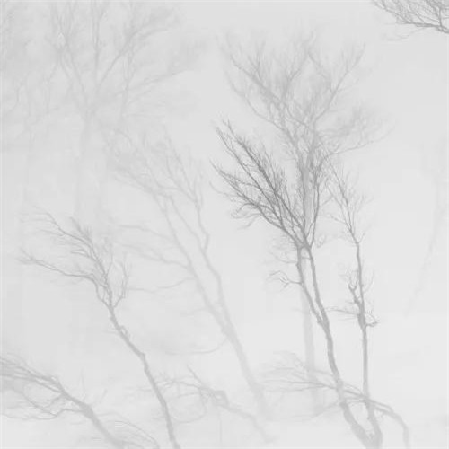 2026热门白色极简头像图片