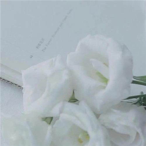 2026热门白色极简头像图片