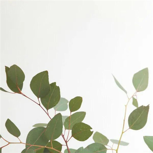 2026热门白色极简头像图片