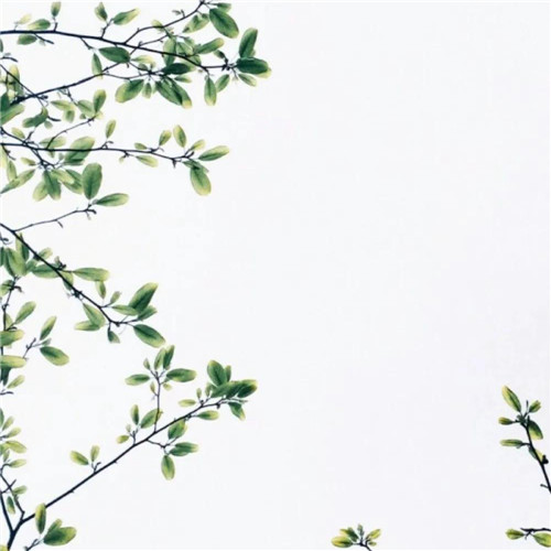 2026热门白色极简头像图片