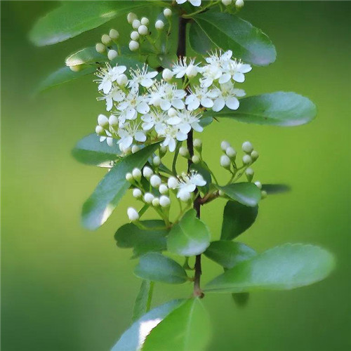 花朵绿叶头像图片