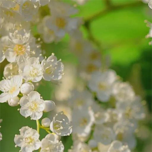 花朵绿叶头像图片