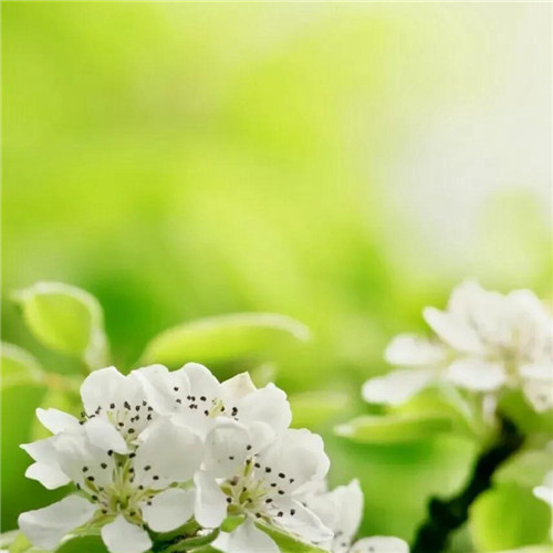 花朵绿叶头像图片