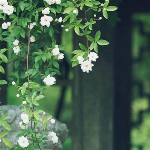 花朵绿叶头像图片